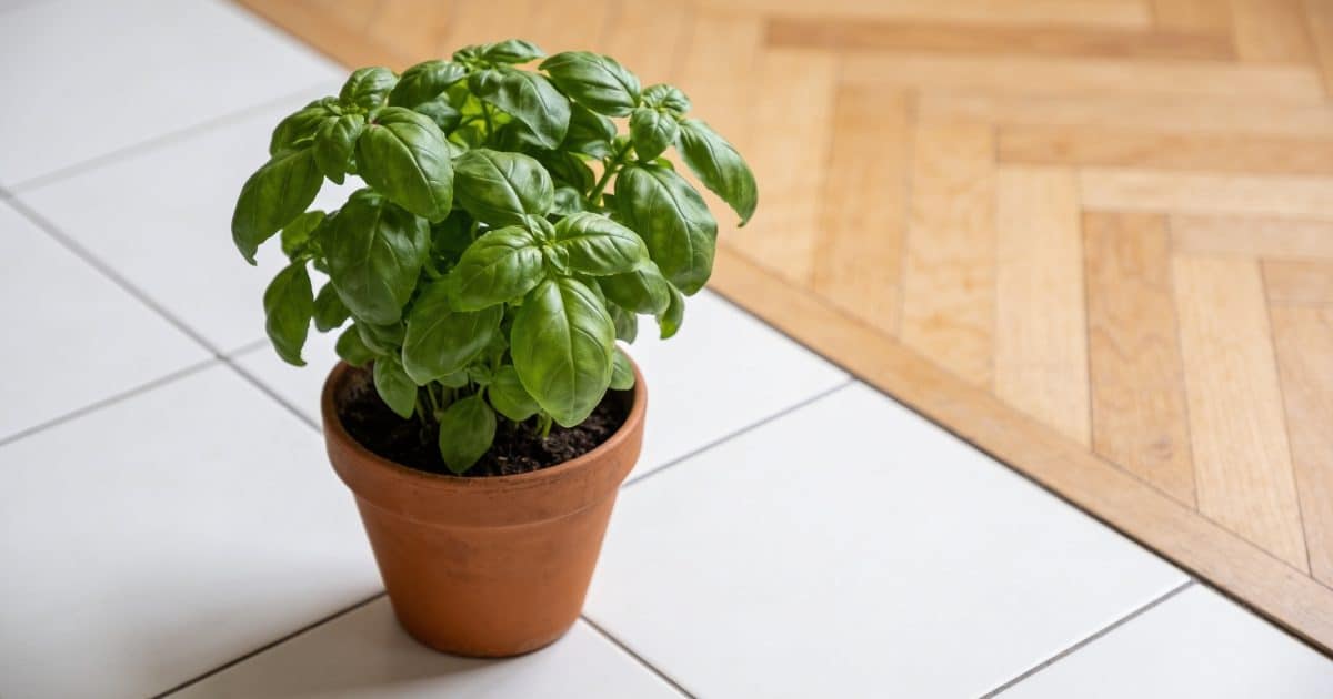 Cuisine avec sol en carrelage blanc et parquet bois clair.