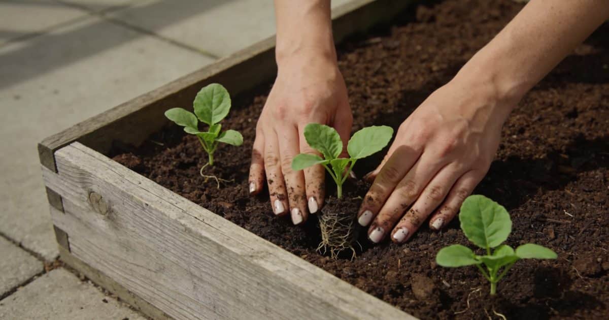 Mains plantant des seedlings dans des bacs sureleves