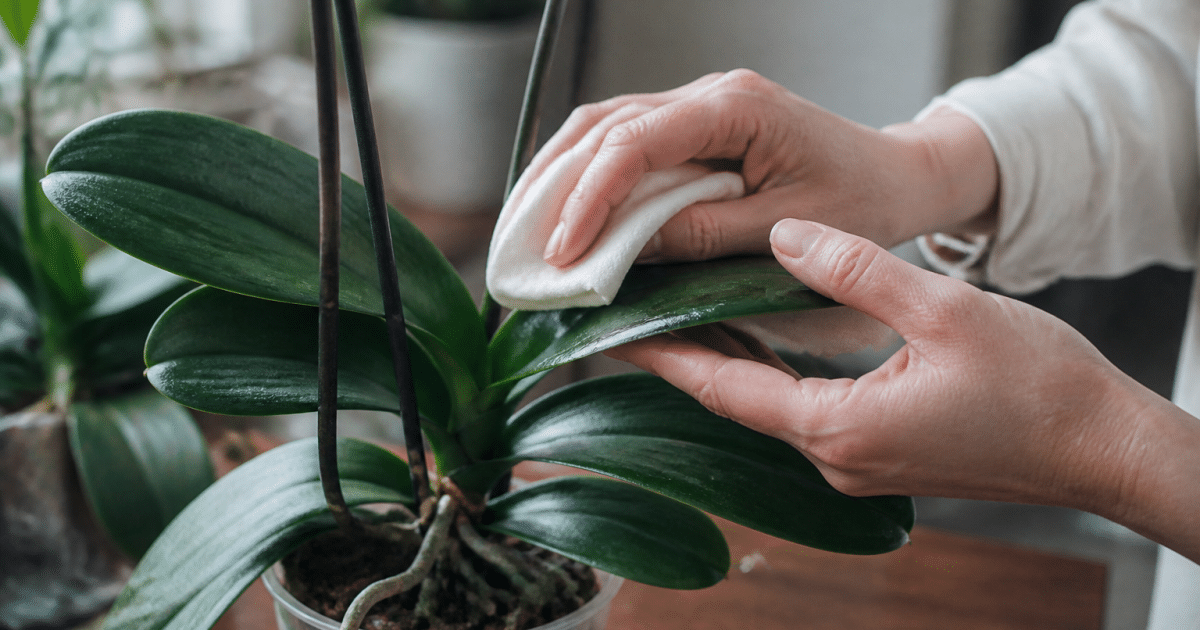 Mains nettoyant délicatement les feuilles vertes d'une orchidée