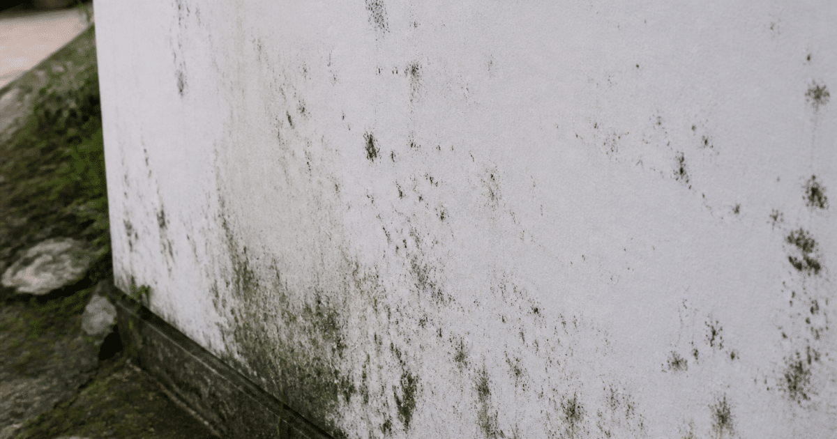 Taches noires et vertes sur surface murale blanche