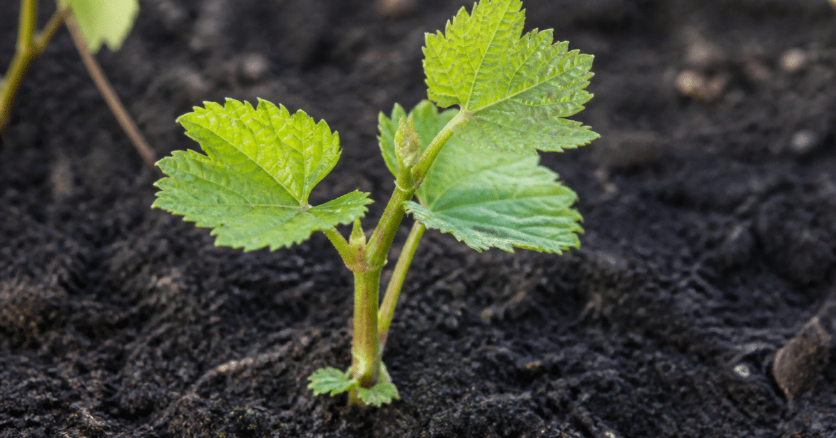 Jeune pousse de vigne verte enracinee dans terreau noir