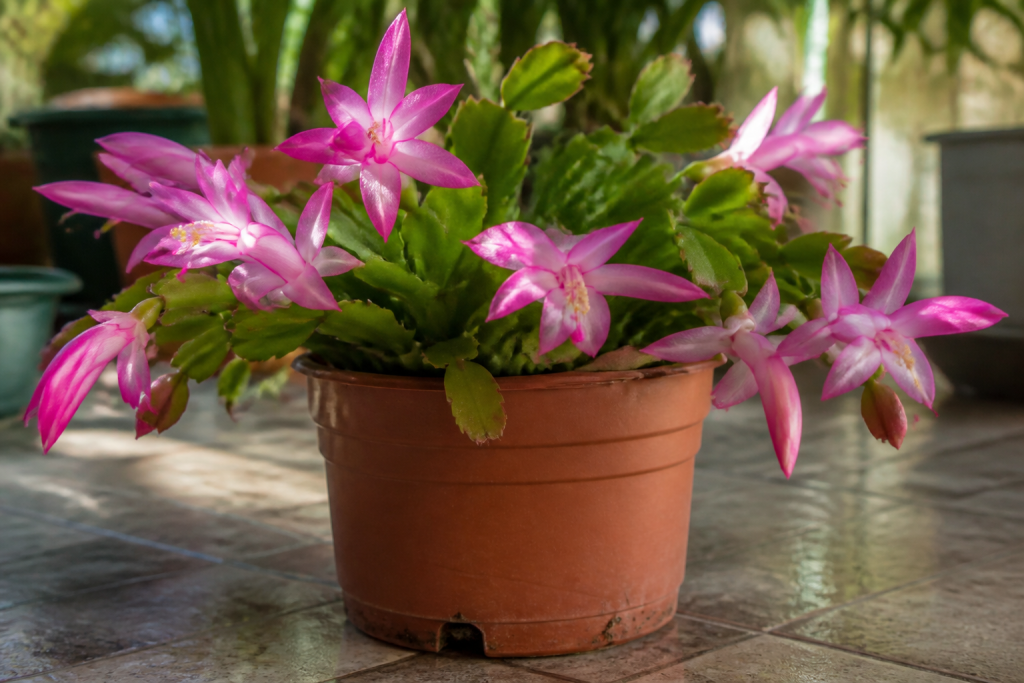 Cactus de Noel rose en pot avec drainage