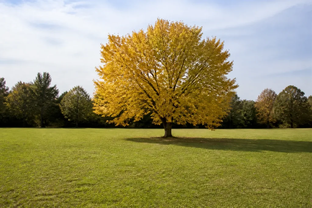 Arbre isole au feuillage dore sur grande pelouse