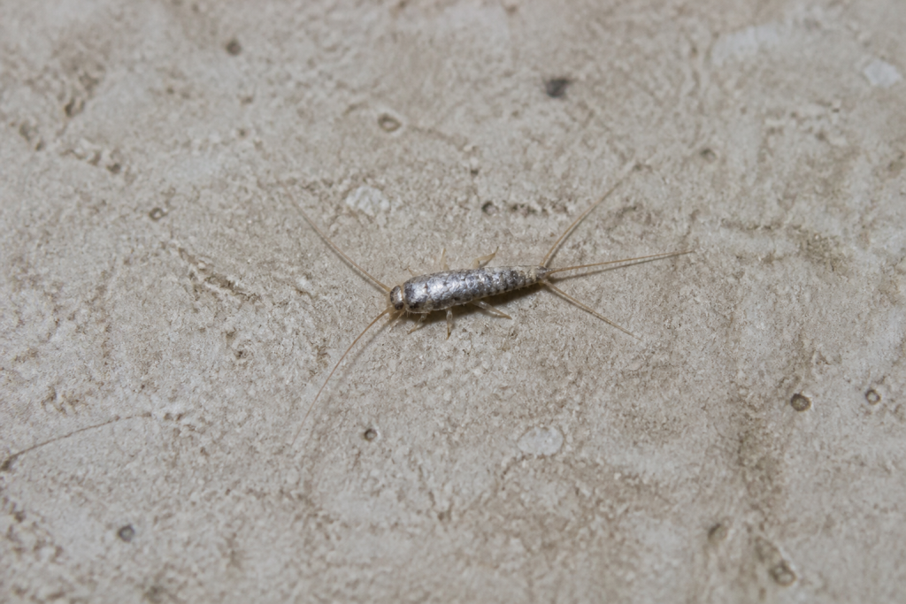 Petit insecte argente aux trois filaments sur carrelage