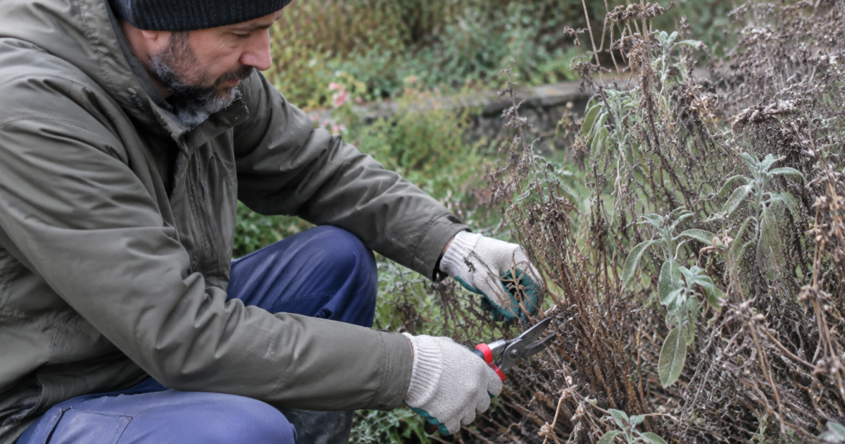 Jardinier gante coupant tiges seches d'un buisson de sauge