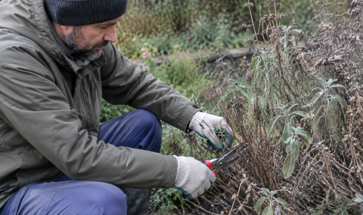 Jardinier gante coupant tiges seches d'un buisson de sauge
