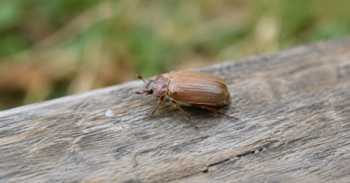 Scarabee brun clair perche sur planche de bois