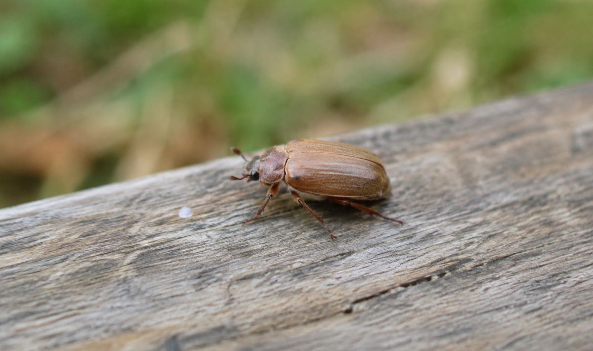 Scarabee brun clair perche sur planche de bois