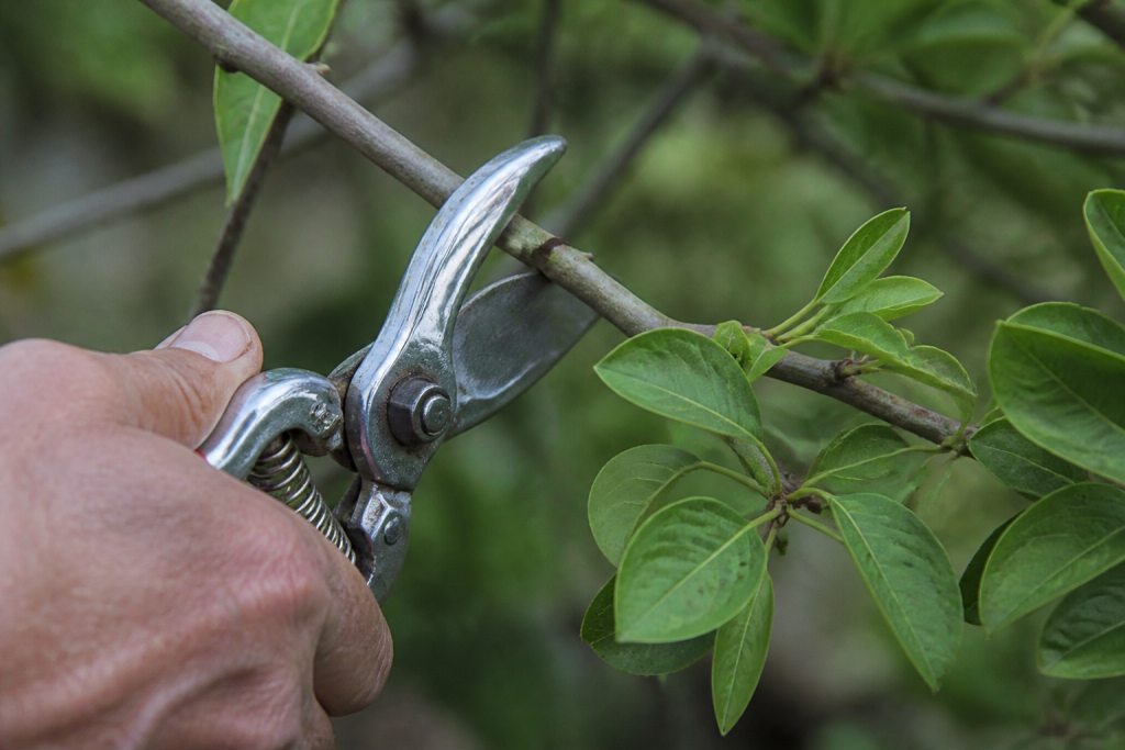 Secateur affute a lame brillante coupant une branche feuillue